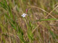 Epilobium tetragonum Ulricedal, Malmö, Skåne, Sweden 20190712_0031