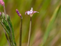 Epilobium tetragonum Ulricedal, Malmö, Skåne, Sweden 20190712_0032