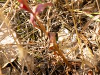 Epilobium tetragonum Ulricedal, Malmö, Skåne, Sweden 20190712_0034