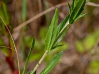 Epilobium tetragonum Ulricedal, Malmö, Skåne, Sweden 20190712_0036