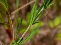 Epilobium tetragonum Ulricedal, Malmö, Skåne, Sweden 20190712_0037