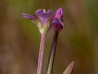 Epilobium tetragonum Ulricedal, Malmö, Skåne, Sweden 20190712_0038