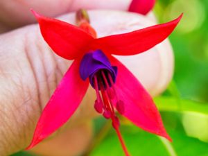 Fuchsia magellanica - Fuchsia - Scharlakansfuchsia