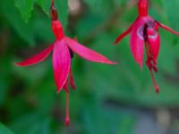 Fuchsia magellanica Ulricedal, Malmö, Skåne, Sweden 20190714_0007