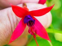 Fuchsia magellanica Ulricedal, Malmö, Skåne, Sweden 20190714_0008