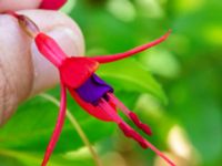 Fuchsia magellanica Ulricedal, Malmö, Skåne, Sweden 20190714_0009