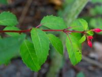 Fuchsia magellanica Ulricedal, Malmö, Skåne, Sweden 20190714_0010