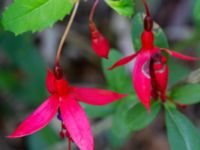 Fuchsia magellanica Ulricedal, Malmö, Skåne, Sweden 20190714_0012