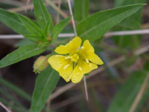 Oenothera ammophila - Klittnattljus