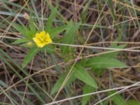 Oenothera ammophila Havsbadet, Båstad, Skåne, Sweden 20160807_0091