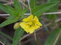 Oenothera ammophila Havsbadet, Båstad, Skåne, Sweden 20160807_0092