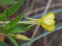 Oenothera ammophila Havsbadet, Båstad, Skåne, Sweden 20160807_0093