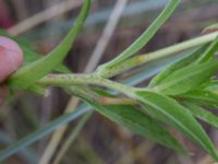 Oenothera ammophila Havsbadet, Båstad, Skåne, Sweden 20160807_0095