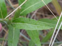 Oenothera ammophila Havsbadet, Båstad, Skåne, Sweden 20160807_0096