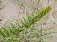 Oenothera ammophila Havsbadet, Båstad, Skåne, Sweden 20160807_0098