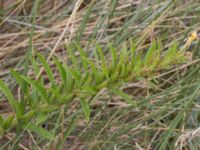 Oenothera ammophila Havsbadet, Båstad, Skåne, Sweden 20160807_0099