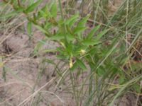 Oenothera ammophila Havsbadet, Båstad, Skåne, Sweden 20160807_0100