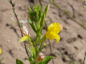 Oenothera biennis - Common Evening-primrose - Äkta nattljus