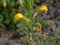 Oenothera biennis Falkenbergs kommuns plantskola, Falkenberg, Halland, Sweden 20190805_0044