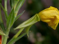 Oenothera biennis Falkenbergs kommuns plantskola, Falkenberg, Halland, Sweden 20190805_0046