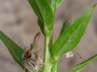 Oenothera biennis Falkenbergs kommuns plantskola, Falkenberg, Halland, Sweden 20190805_0048