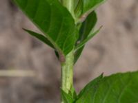 Oenothera biennis Falkenbergs kommuns plantskola, Falkenberg, Halland, Sweden 20190805_0049