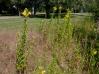 Oenothera biennis Hammars park sv. delen, Malmö, Skåne, Sweden 20190622_0046