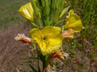 Oenothera biennis Hammars park sv. delen, Malmö, Skåne, Sweden 20190622_0048