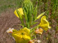 Oenothera biennis Hammars park sv. delen, Malmö, Skåne, Sweden 20190622_0049