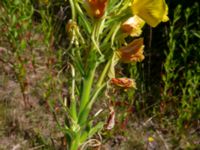 Oenothera biennis Hammars park sv. delen, Malmö, Skåne, Sweden 20190622_0050