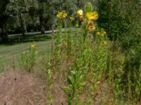 Oenothera biennis Hammars park sv. delen, Malmö, Skåne, Sweden 20190622_0053