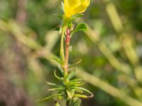 Oenothera casimiri Åkerlund & Rausings väg, Lund, Skåne, Sweden 20230927_0016