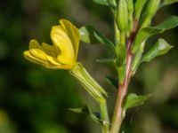 Oenothera casimiri Åkerlund & Rausings väg, Lund, Skåne, Sweden 20230927_0017