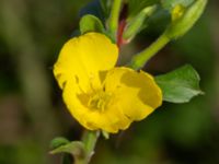 Oenothera casimiri Åkerlund & Rausings väg, Lund, Skåne, Sweden 20230927_0019