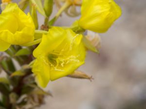 Oenothera depressa - Strävt nattljus