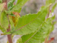 Oenothera depressa Swedechrome, Norra hamnen, Malmö, Skåne, Sweden 20150724_0001