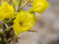 Oenothera depressa Swedechrome, Norra hamnen, Malmö, Skåne, Sweden 20150724_0004