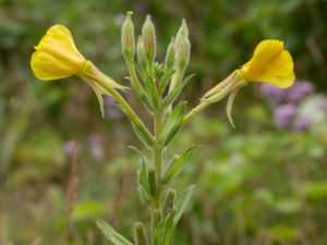 Oenothera fallax - Falskt jättenattljus