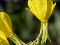 Oenothera fallax Kalkbrottsgatan, Limhamn, Malmö, Skåne, Sweden 20150716_0024