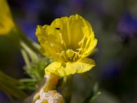 Oenothera fallax Kalkbrottsgatan, Limhamn, Malmö, Skåne, Sweden 20150716_0025