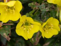 Oenothera fallax Pendlarparkeringen, Vellinge, Skåne, Sweden 20230817_0056