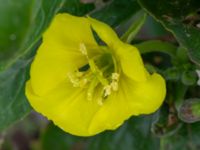 Oenothera fallax Pendlarparkeringen, Vellinge, Skåne, Sweden 20230817_0058