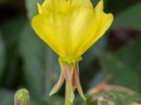 Oenothera fallax Pendlarparkeringen, Vellinge, Skåne, Sweden 20230817_0064