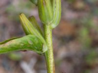 Oenothera fallax Pendlarparkeringen, Vellinge, Skåne, Sweden 20230817_0066