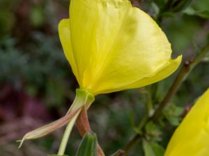 Oenothera glazioviana - Red-sepaled Evening Primrose - Jättenattljus