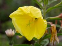 Oenothera glazioviana Deponi Sankt Hans backar, Lund, Skåne, Sweden 20170623_0085