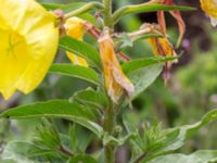 Oenothera glazioviana Deponi Sankt Hans backar, Lund, Skåne, Sweden 20170623_0086