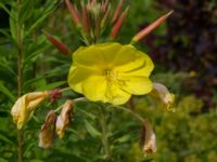 Oenothera glazioviana Ulricedal, Malmö, Skåne, Sweden 20190704_0035