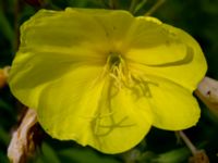 Oenothera glazioviana Ulricedal, Malmö, Skåne, Sweden 20190704_0036