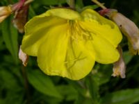 Oenothera glazioviana Ulricedal, Malmö, Skåne, Sweden 20190704_0037